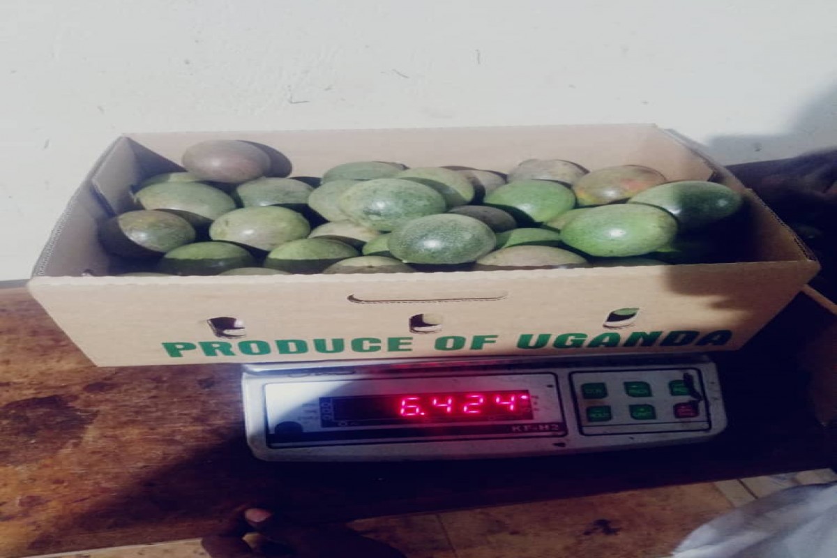 Maracujás from Uganda